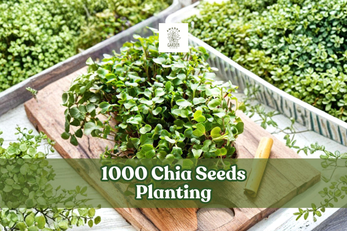 1000 Chia Seeds for Microgreens & Home Garden Growing, Salvia hispanica, Fast Germination, Indoor & Container Cultivation