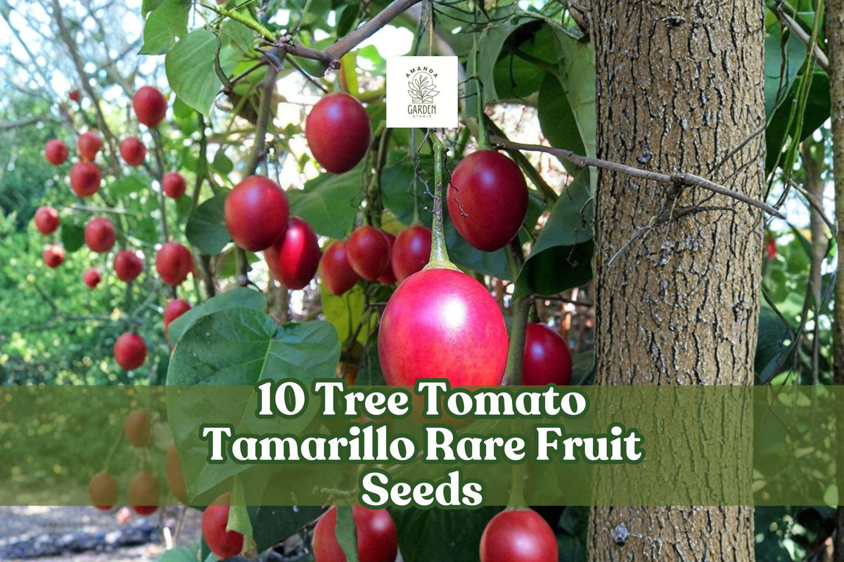 Tree Tomato Seeds, Tamarillo, Cyphomandra betacea, Exotic Fruit Plant, Home Garden, Container Growing, Rare Fruit Seeds