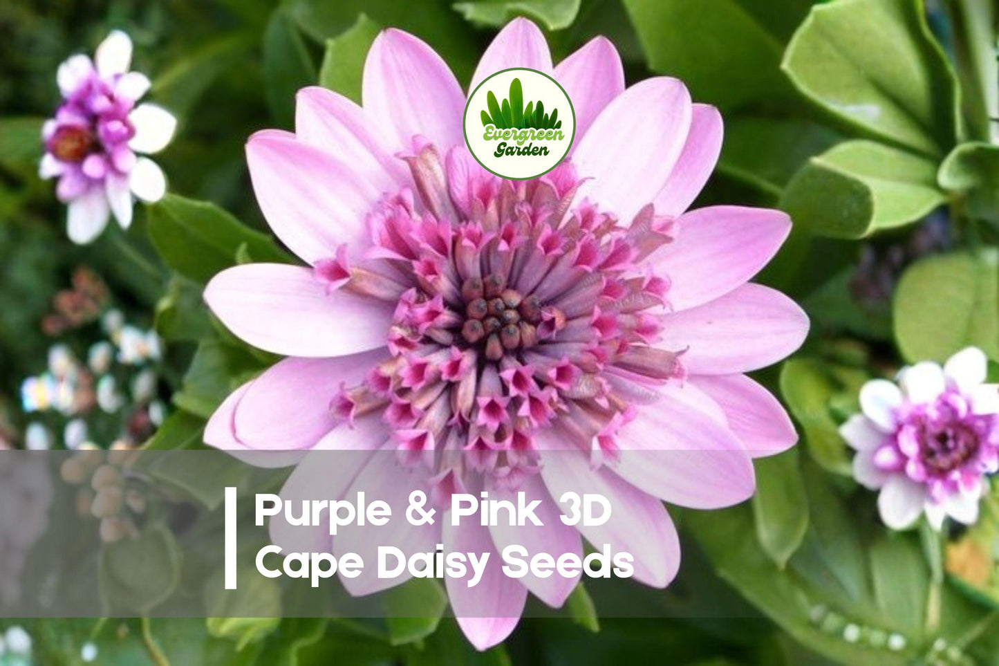 50+ Purple & Pink 3D Cape Daisy Seeds | Osteospermum 3D Series | Bi-Color, Layered Petals for Gardens & Containers
