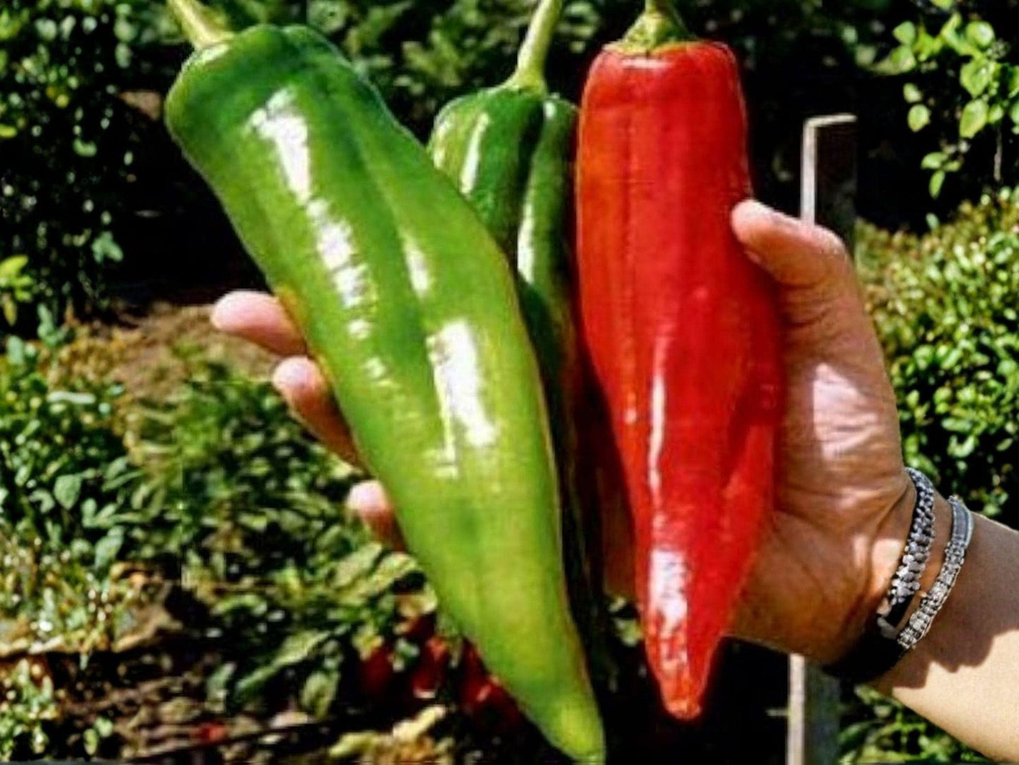 Big Jim Hatch Chili Pepper Seeds – Heirloom New Mexico Variety, Mild-Medium Heat, Large Pods, Perfect for Roasting & Stuffing