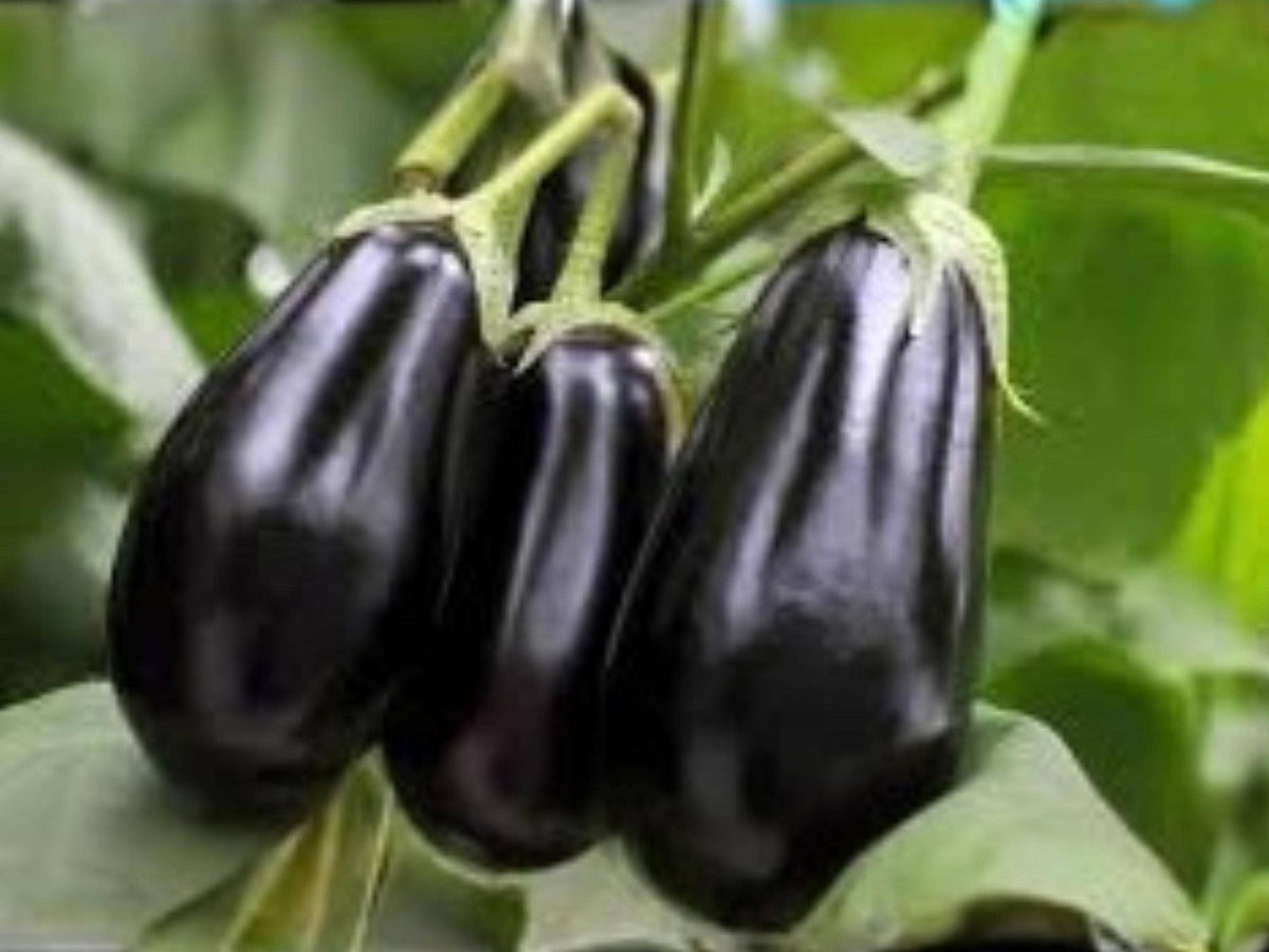Black Beauty Eggplant Seeds – Heirloom Classic Variety with Large Glossy Fruits for Home Garden, 100 Seeds