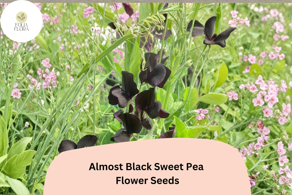 Almost Black Sweet Pea Seeds | Lathyrus odoratus Deep Maroon Blooms | Climbing Annual Garden Planting (50+ Seeds)
