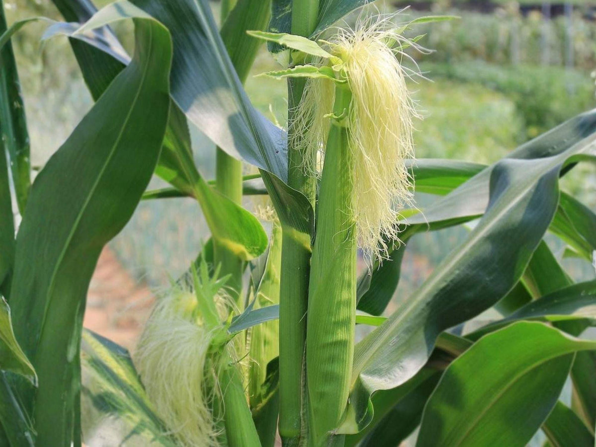 Popcorn Seeds | Japanese Hulless White Corn | White Kernel Garden Vegetable Seeds (50 Seeds)