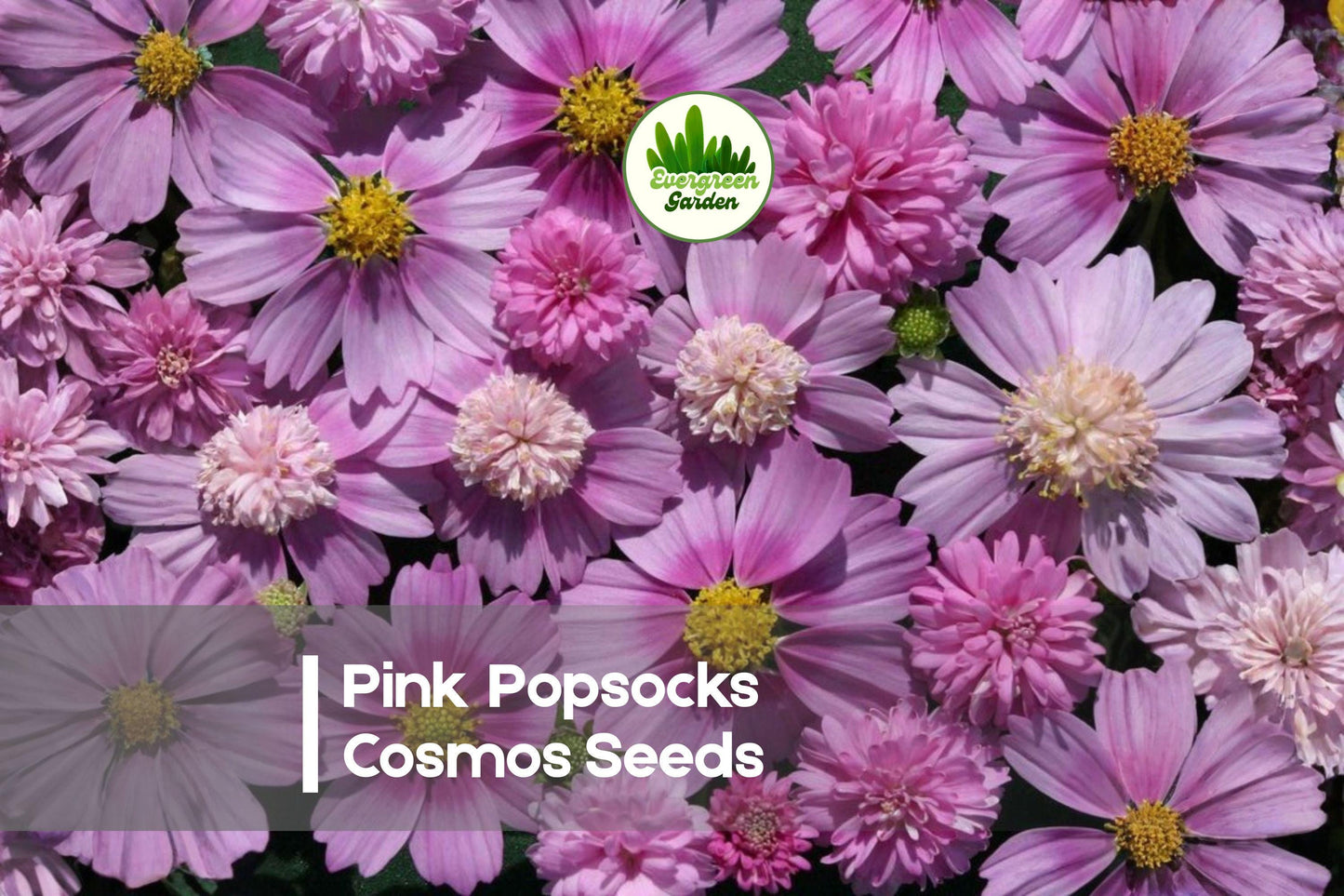 Pink Popsocks Cosmos Seeds - 200+ Frilly Pink Blooms, Cosmos bipinnatus, Cottage Garden, Cut Flowers, Pollinator Friendly