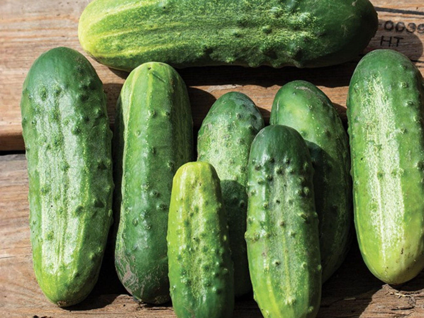 Cucumber Seeds – National Pickling, Garden Vegetable, 50 Seeds, Green, Annual Plant