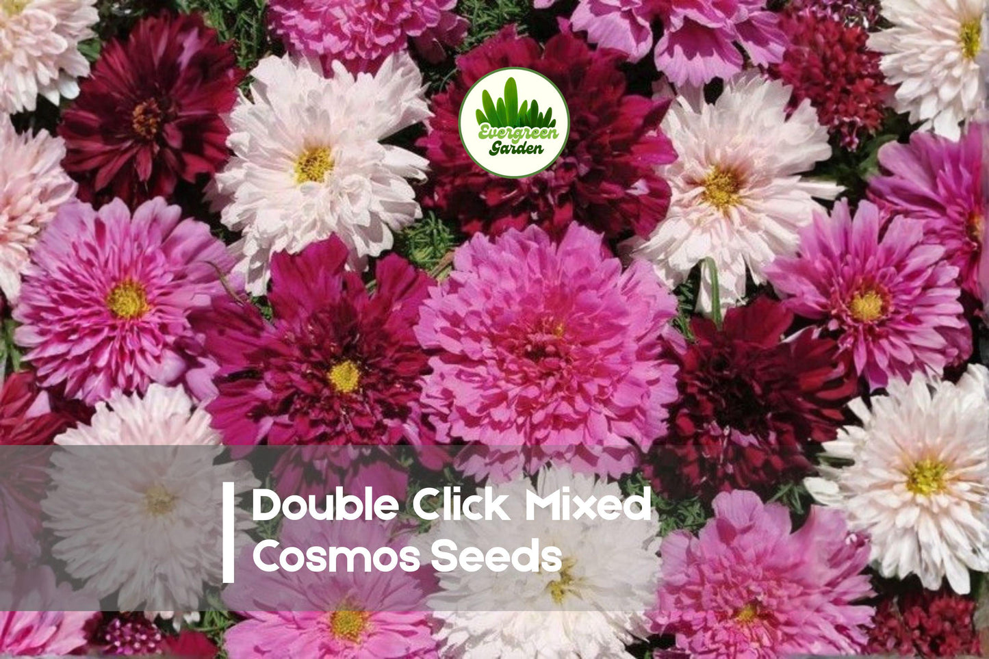 Double Click Cosmos Seeds - 200+ Mixed Pink White Rose Cranberry Flowers, Cosmos bipinnatus, Annual Flower for Borders & Cut Flowers