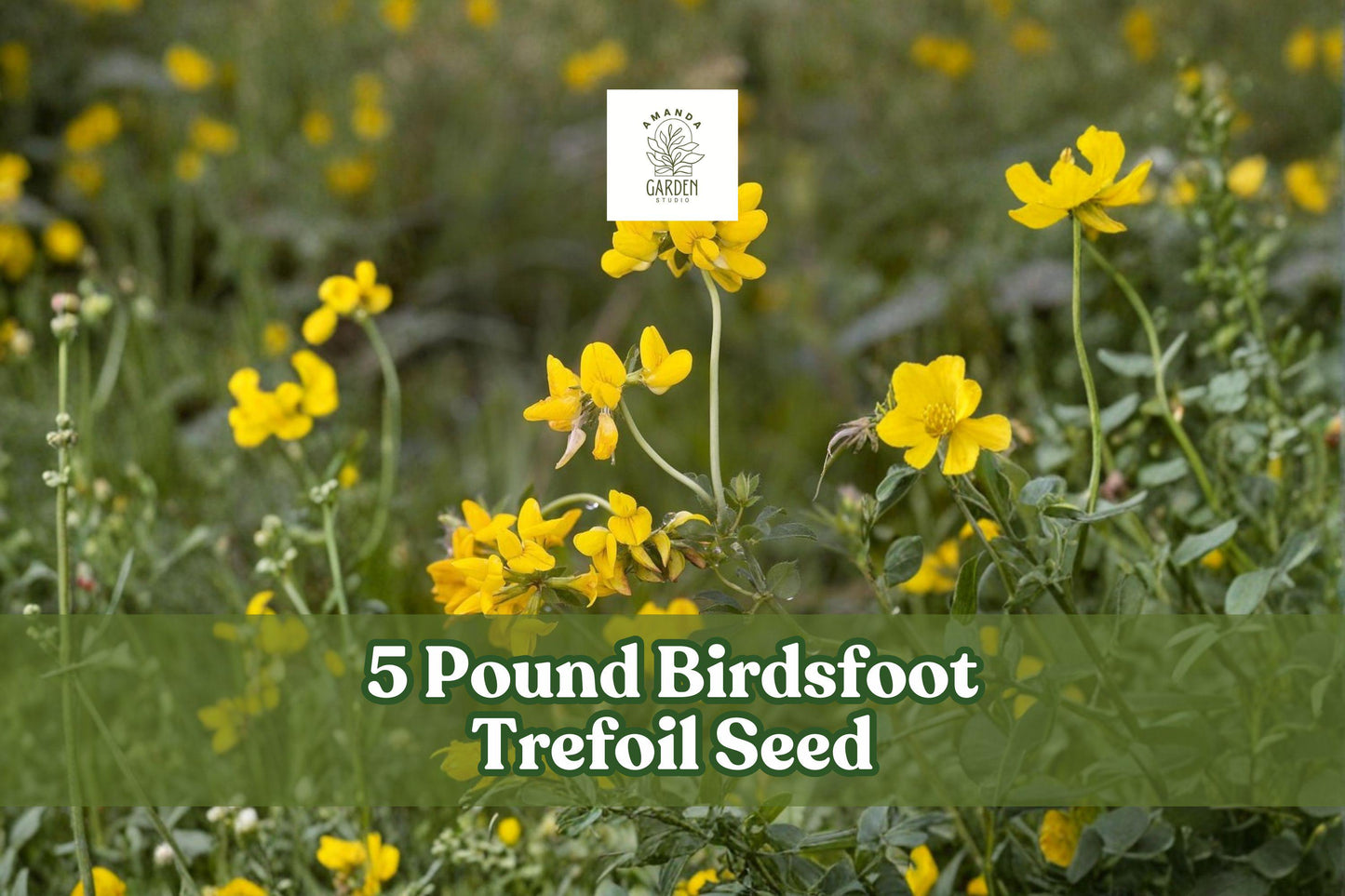 5 Pound Birdsfoot Trefoil Seeds for Forage Crop Lotus corniculatus, Perennial Legume for Pasture and Hay Fields