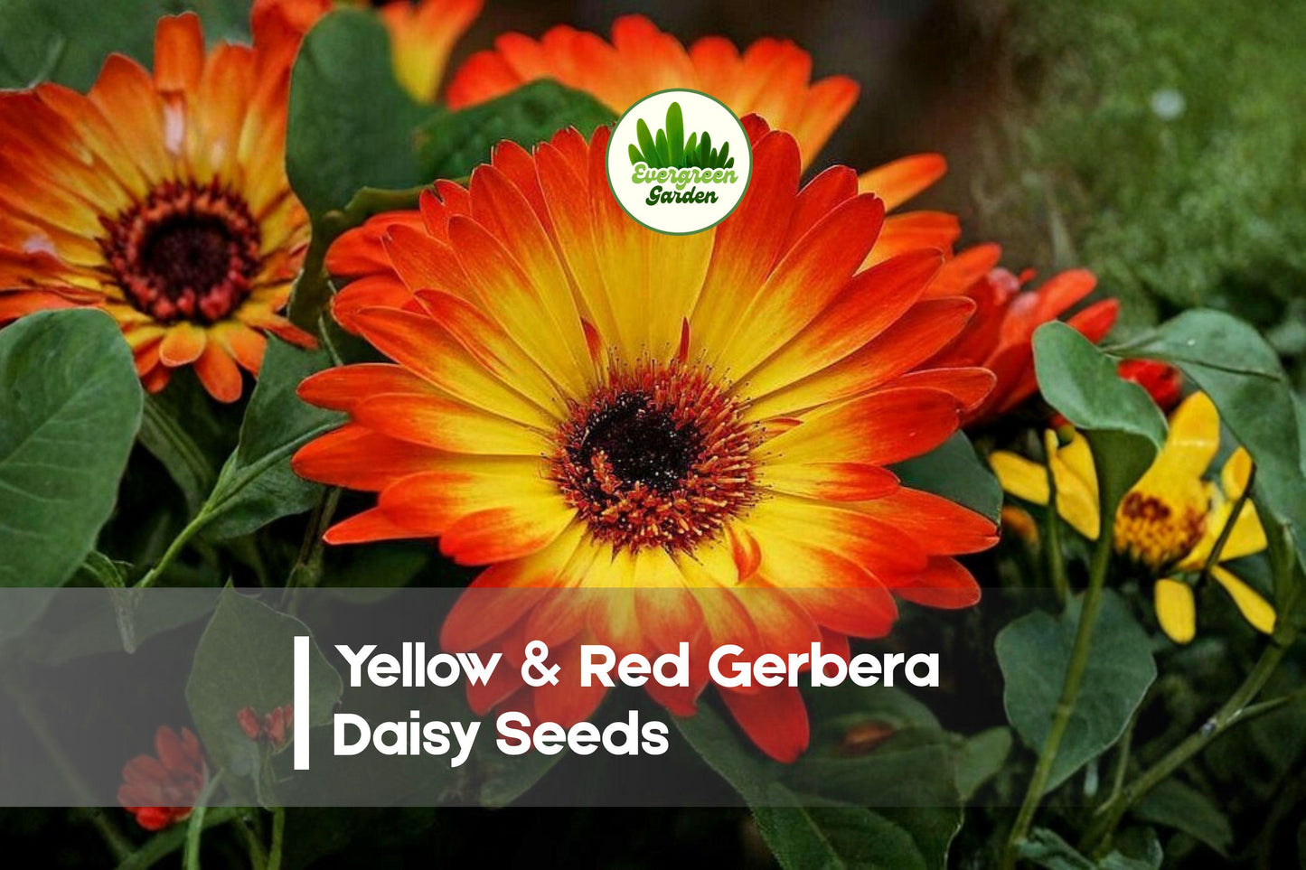 200+ Yellow & Red Gerbera Daisy Seeds – Vibrant Bicolor Blooms, Gerbera jamesonii, Easy to Grow, Perfect for Gardens, Pots & Borders