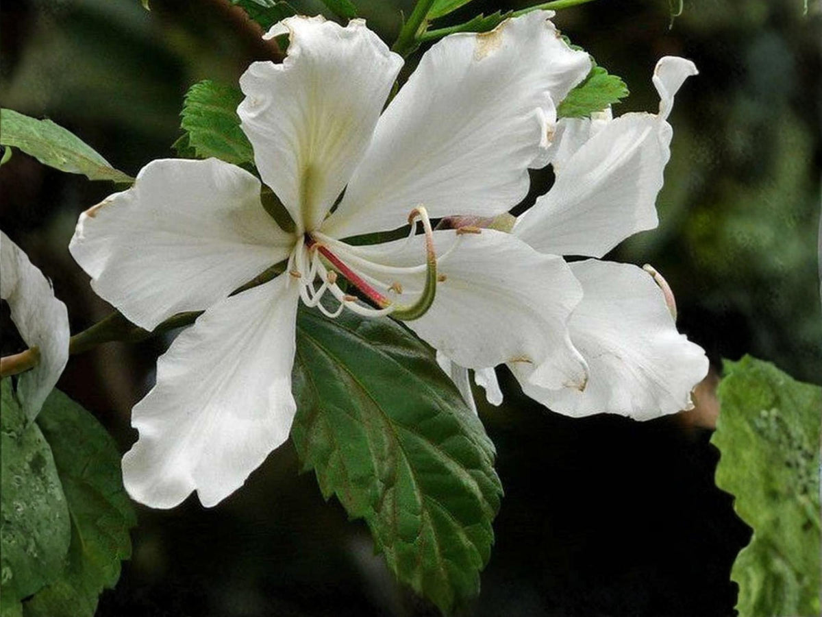 Bauhinia alba White Orchid Tree Seeds – Tropical Ornamental Flowering Plant, Non-GMO, Large White Flowers, Butterfly-Shaped Foliage
