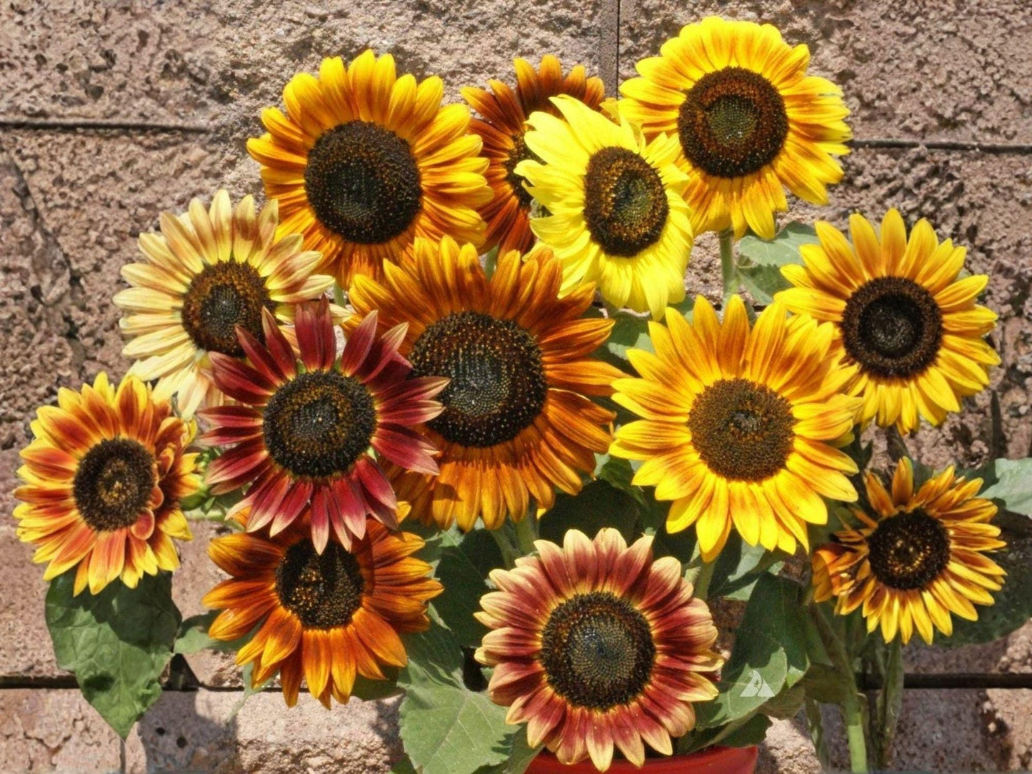 Autumn Beauty Sunflower Seeds – Heirloom Multi-Color Pollinator Flower – Large Blooms in Bronze, Burgundy, Gold, Red