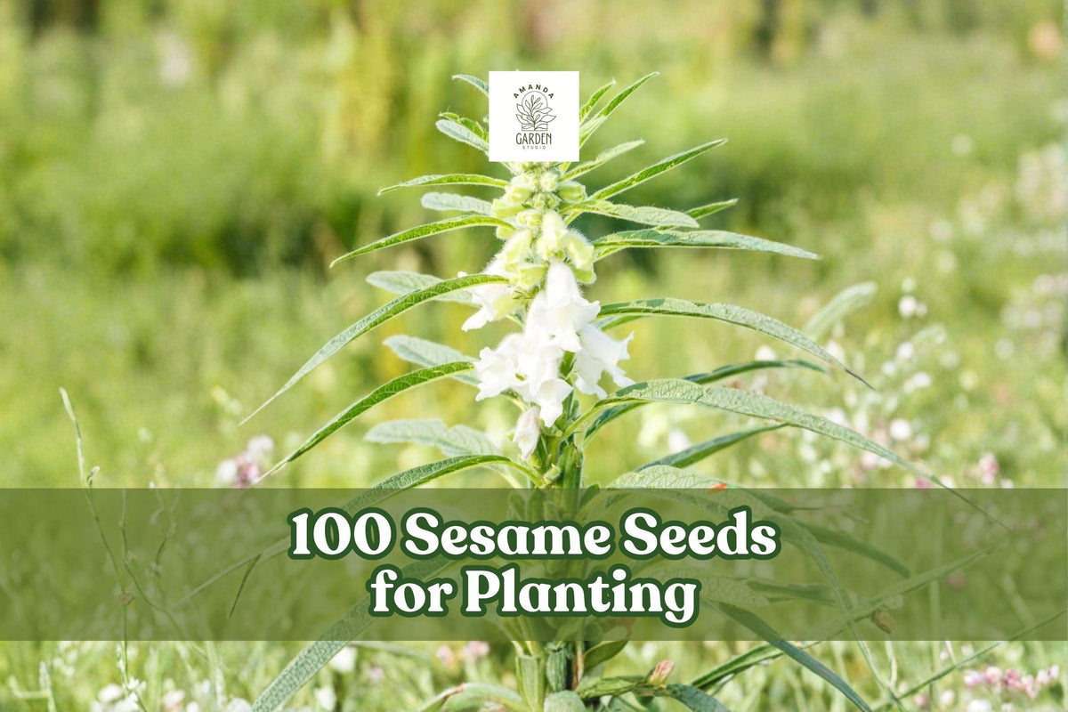 100 Sesame Seeds for Planting | Sesamum indicum | Warm-Season Crop Seeds for Garden & Field