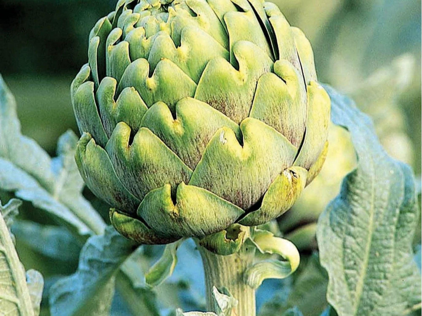 Green Globe Artichoke Seeds – Heirloom Non-GMO Vegetable Seeds for Home Garden, High Yield, Easy to Grow