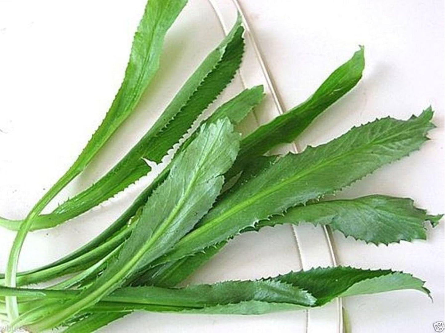 Vietnamese Herb Seeds – 100 Culantro Ngo Gai Seeds for Cooking, Heirloom, Non-GMO, Caribbean & Southeast Asian Cuisine