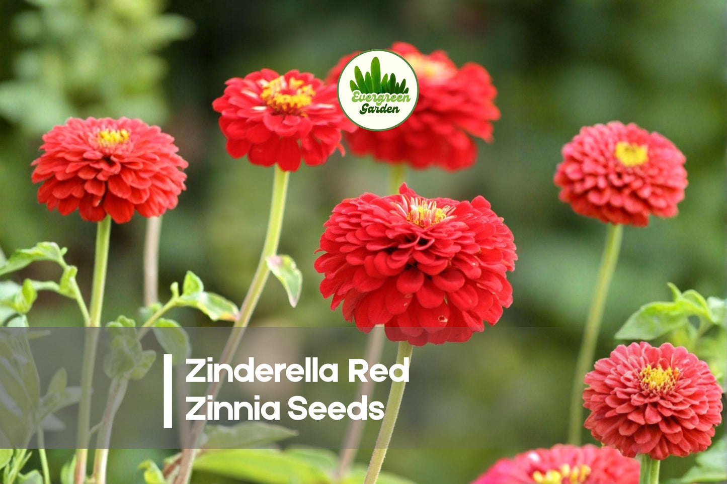 Zinnia Seeds 100+ Zinderella Red Frilly Blooms for Borders & Cut Flowers Zinnia elegans