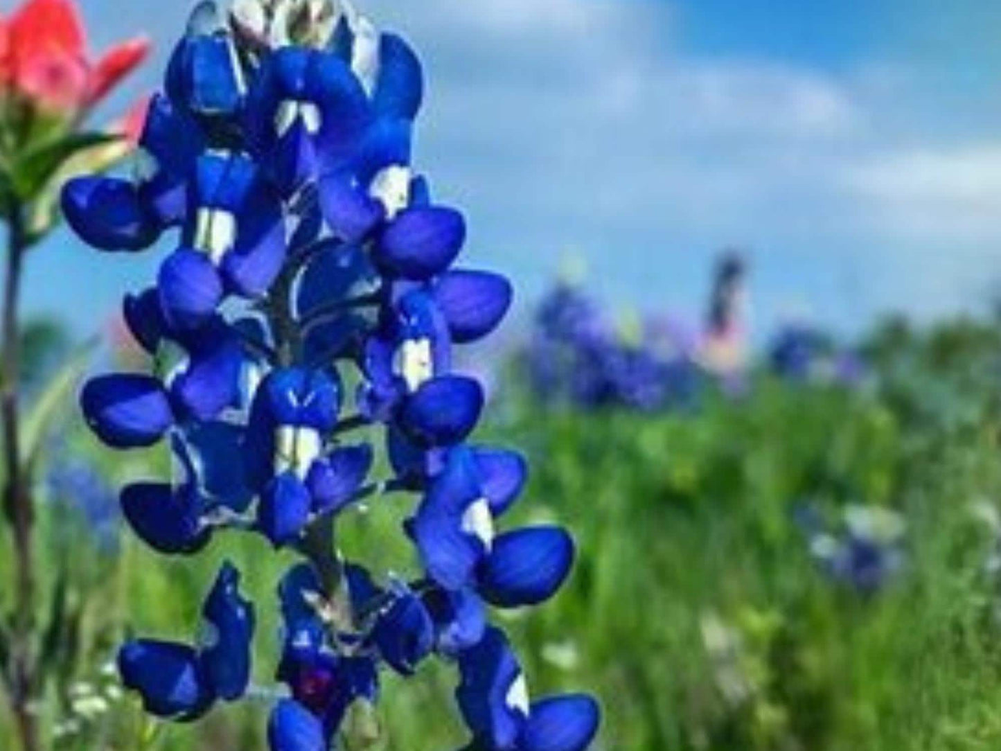 Texas Bluebonnet Seeds - Lupinus texensis Native Wildflower for Gardens & Pollinators, 50 Seeds