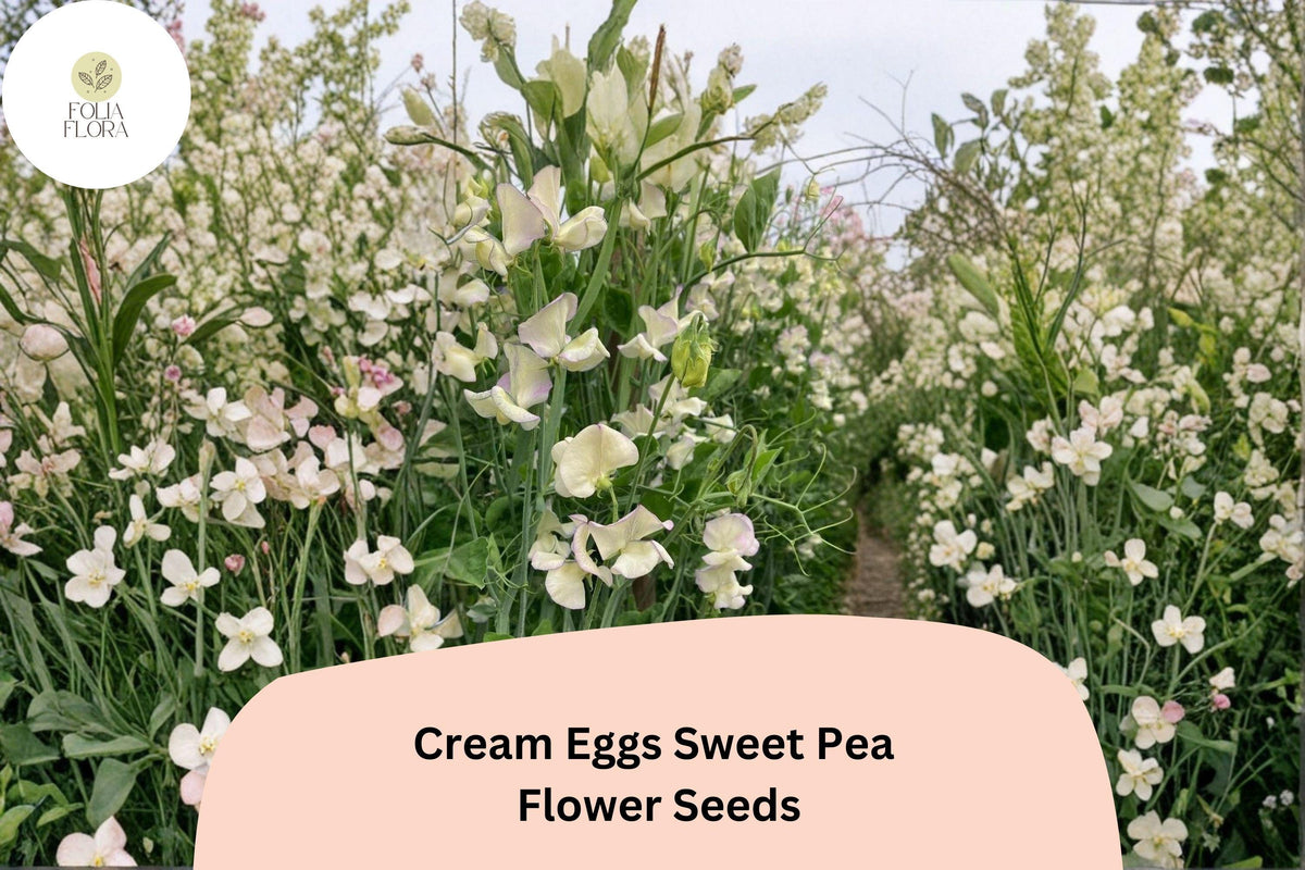 Cream Eggs Sweet Pea Seeds | Bicolor Cream & White Climbing Vine | Lathyrus odoratus, Annual Flowering Plant