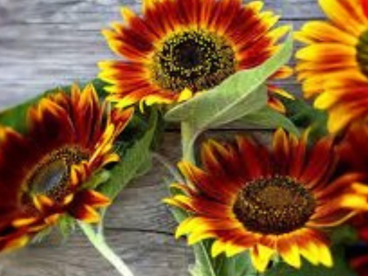 Autumn Beauty Sunflower Seeds | Multicolor Heirloom Cut Flower | Helianthus annuus | Pollinator Attracting Annual