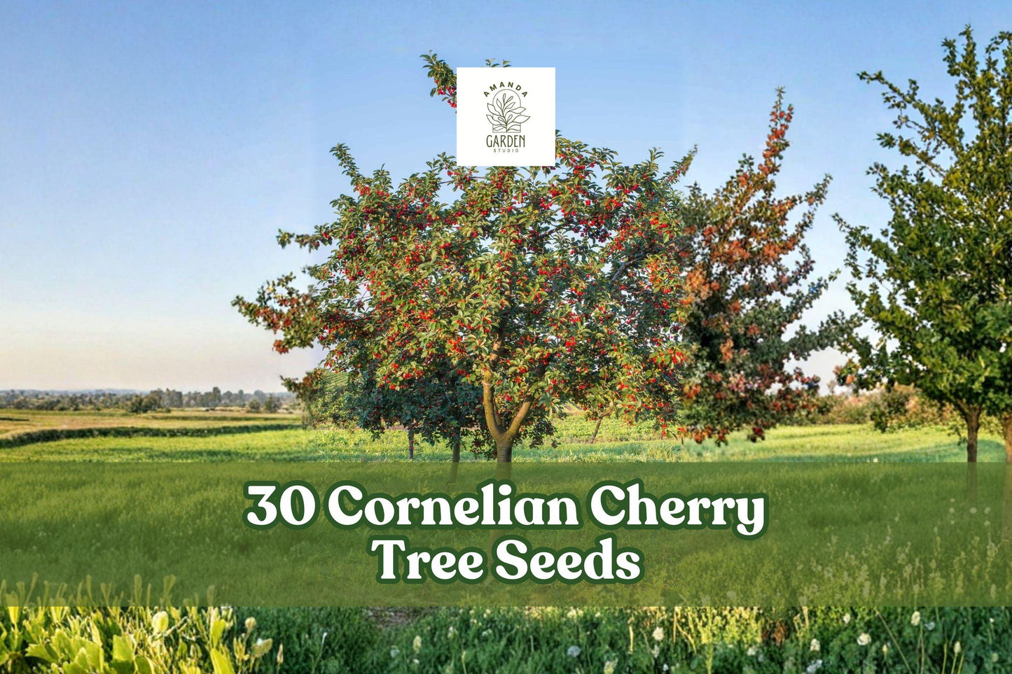 30 Cornelian Cherry Tree Seeds for Ornamental Landscape Planting Cornus mas
