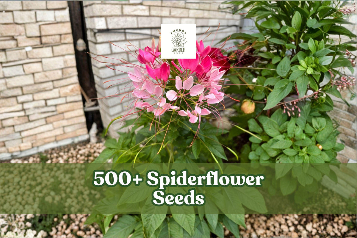 500+ Spiderflower Seeds, Cleome hassleriana, Mixed Color Annual Flowers for Garden Beds & Borders
