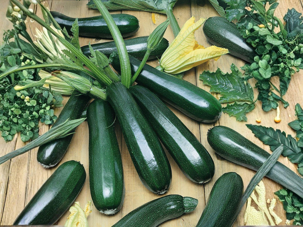 Dark Green Zucchini Seeds – Heirloom Summer Squash, 10 Seeds for Home Garden, Container, Raised Bed Cultivation