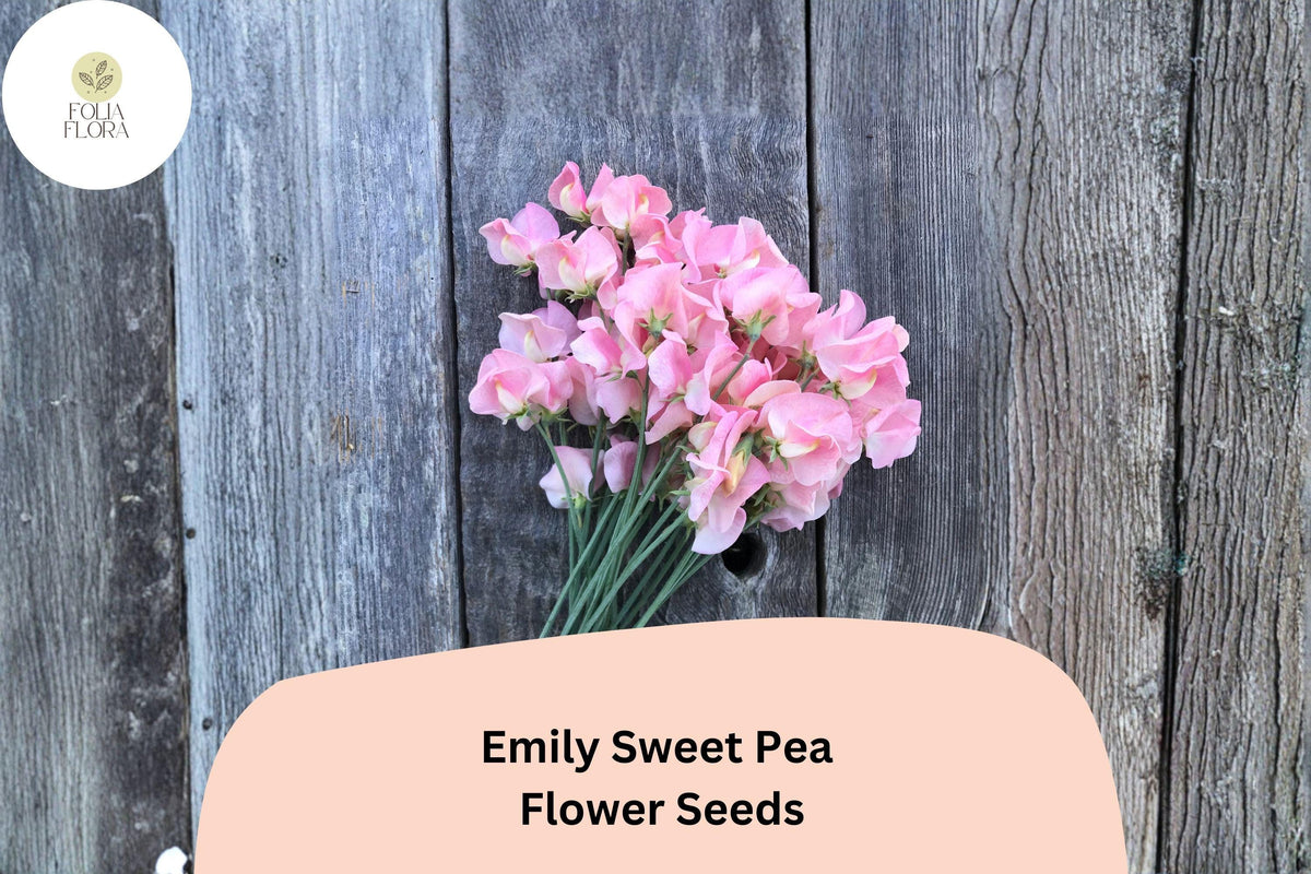 Emily Sweet Pea Seeds | Soft Pink Climbing Vine | Lathyrus odoratus Garden Flower Seeds (50+ Seeds)