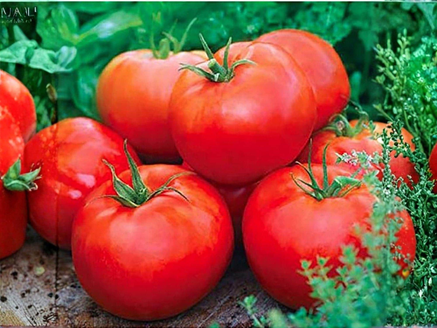 Ace 55 Heirloom Tomato Seeds – Low Acid, Determinate, Red, 30 Seeds