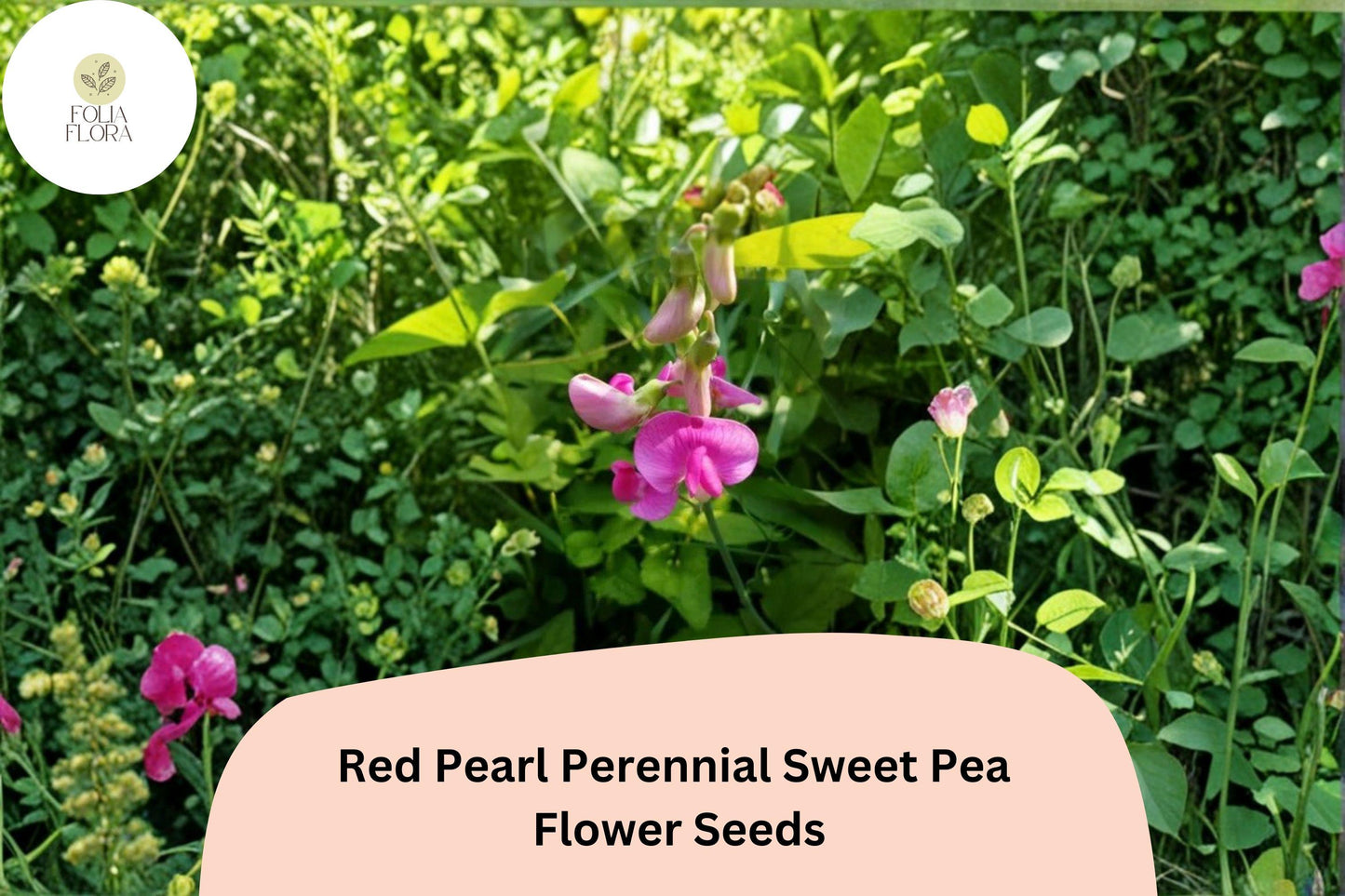 Red Pearl Perennial Sweet Pea Seeds | Climbing Vine for Fences & Trellises | Lathyrus latifolius