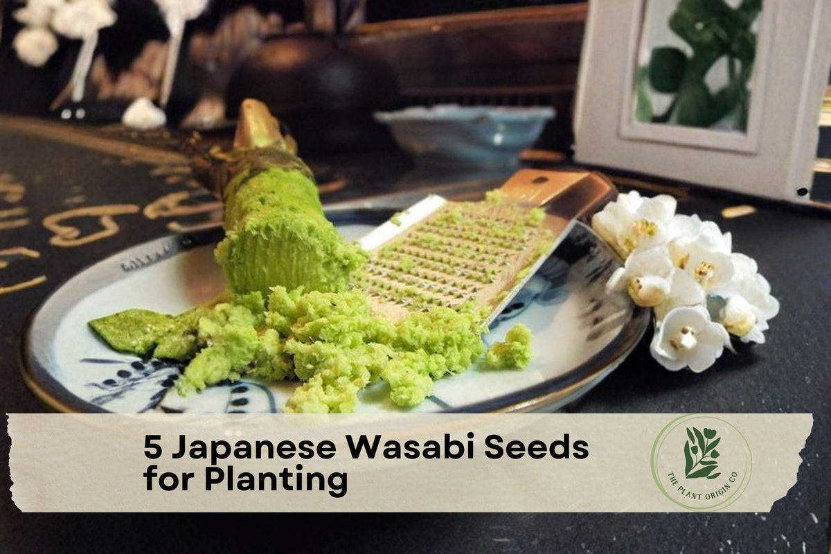 Japanese Wasabi Seeds for Planting - Wasabia japonica, Culinary Herb, Rare Perennial Plant, Seeds Only