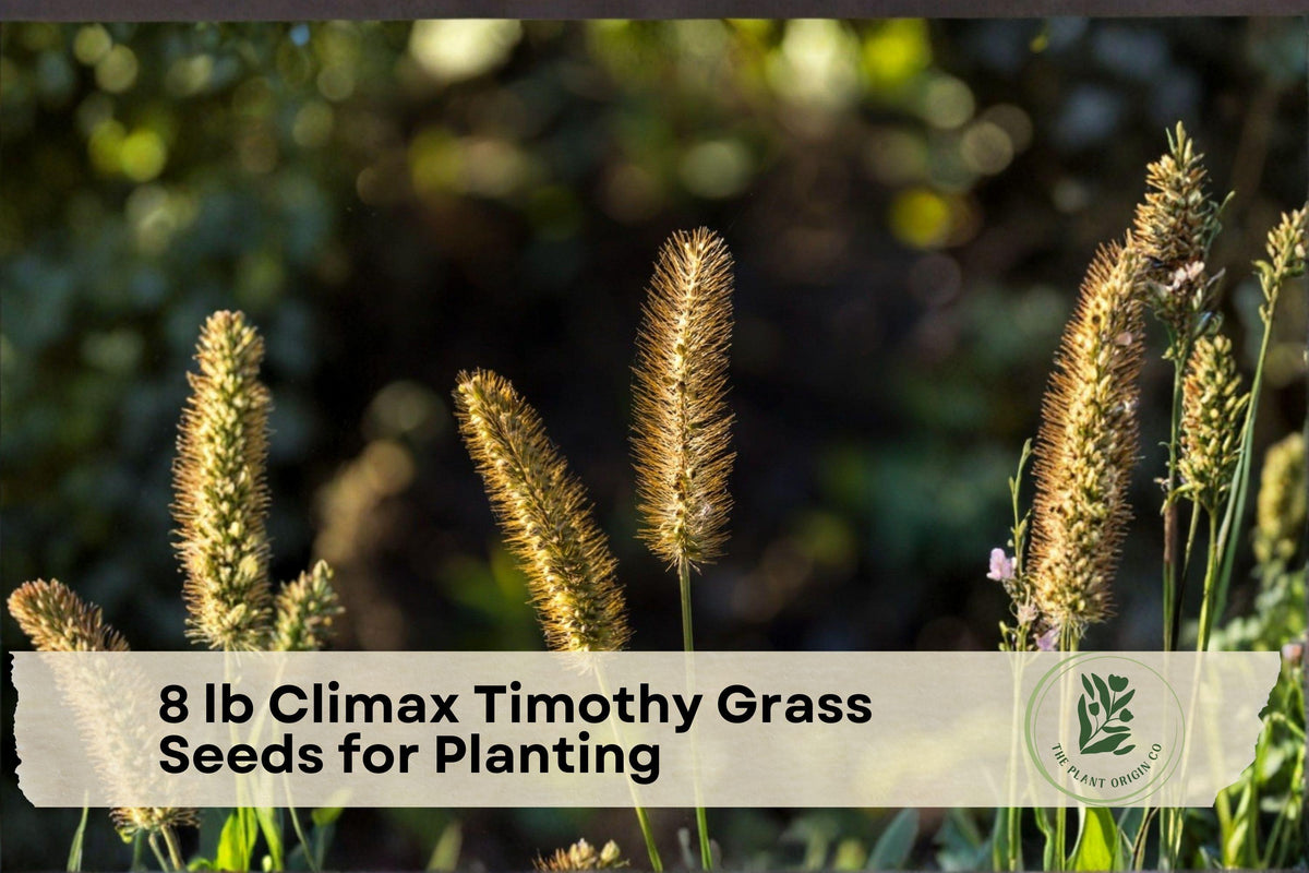 8 lb Climax Timothy Grass Seeds for Planting | Phleum pratense for Hay, Pasture & Cover Crops