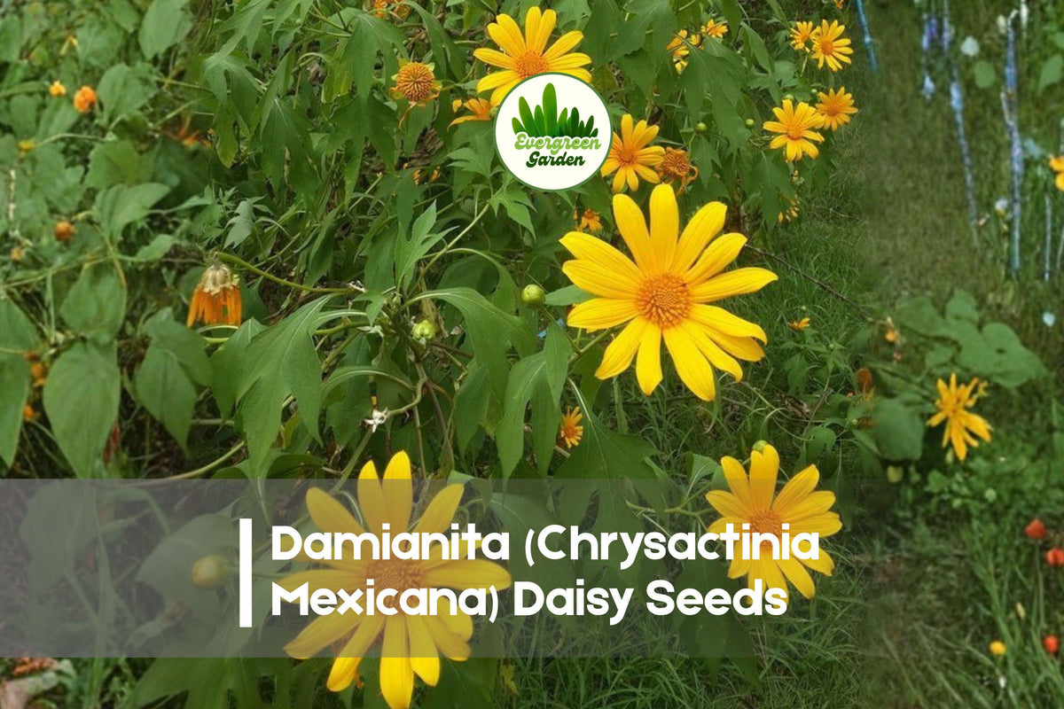 200+ Damianita Daisy Seeds, Chrysactinia Mexicana, Drought-Tolerant Perennial for Rock Gardens & Borders