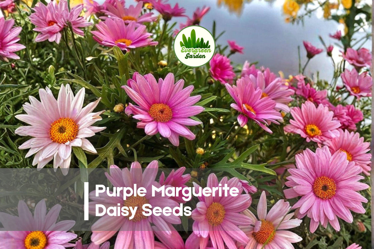 Purple Marguerite Daisy Seeds, Argyranthemum frutescens, Bright Purple Flowers, Butterfly Attractant, 200+ Seeds