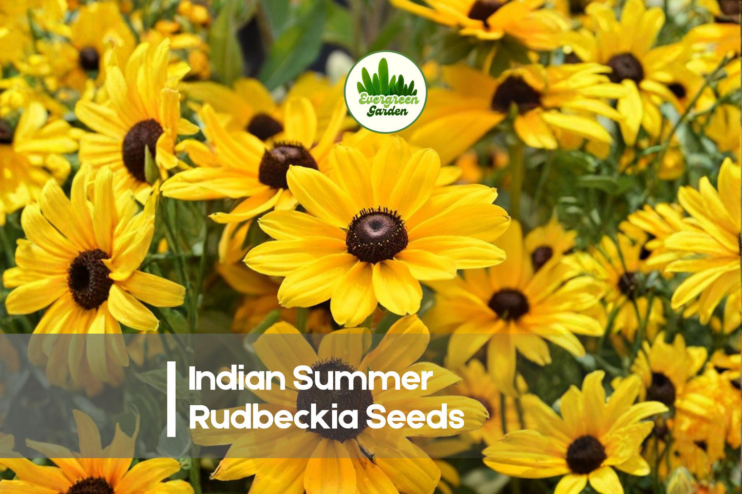 200+ Indian Summer Rudbeckia Seeds | Bright Golden Yellow Blooms | Rudbeckia hirta Annual for Borders, Beds & Cut Flowers