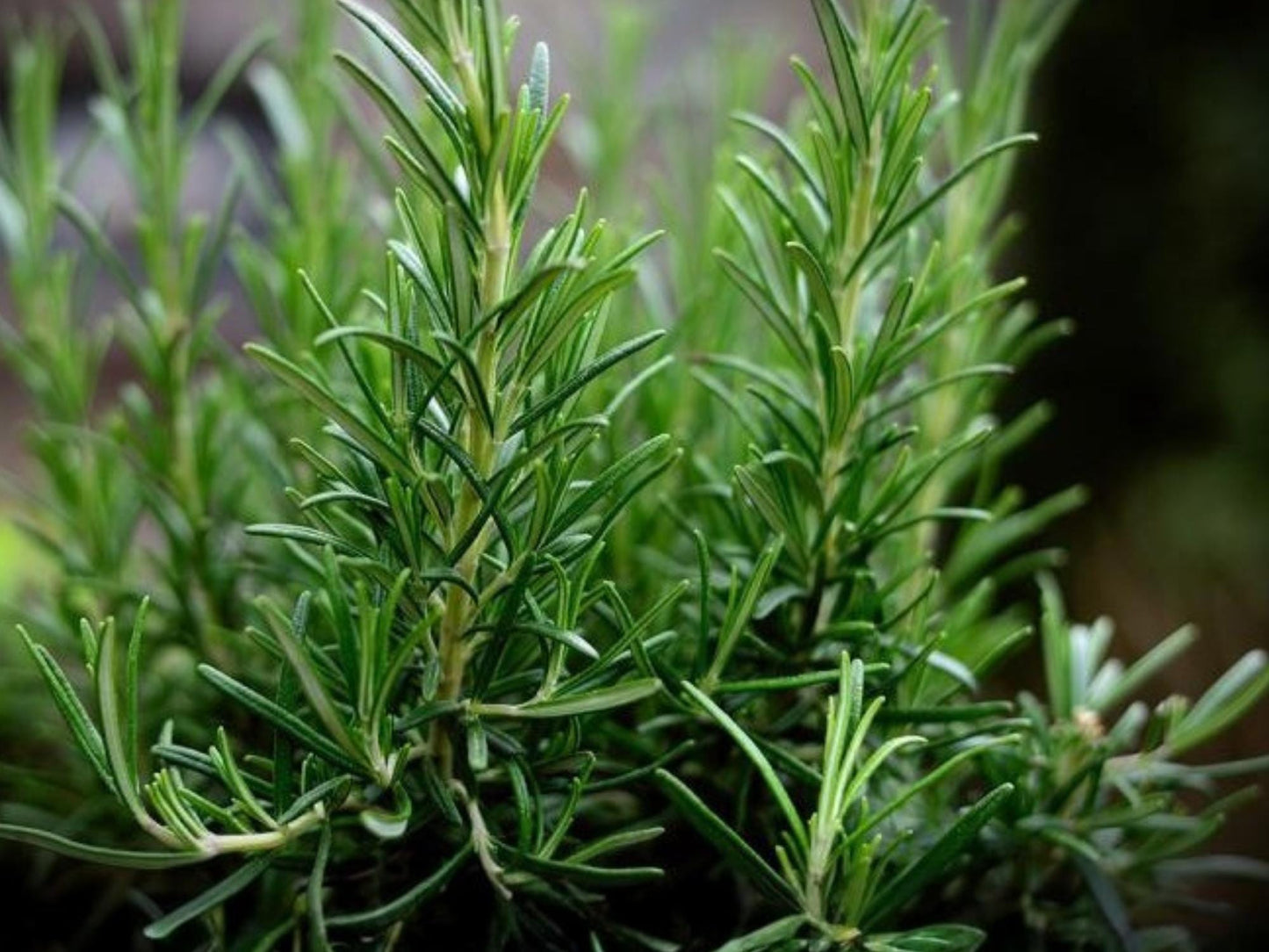 Rosemary Herb Seeds – 50 Pack, Culinary & Medicinal Perennial Fragrant Plant for Home Garden, Aromatic Herb Seedlings
