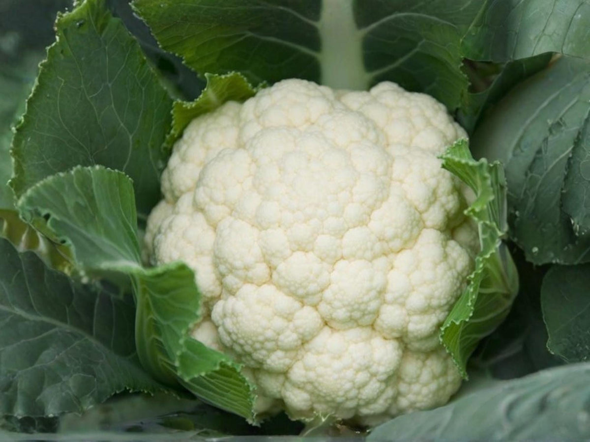 Self Blanching Cauliflower Seeds – 500 Vegetable Seeds for Home Garden & Market Growing, White Curds, Reliable Yield
