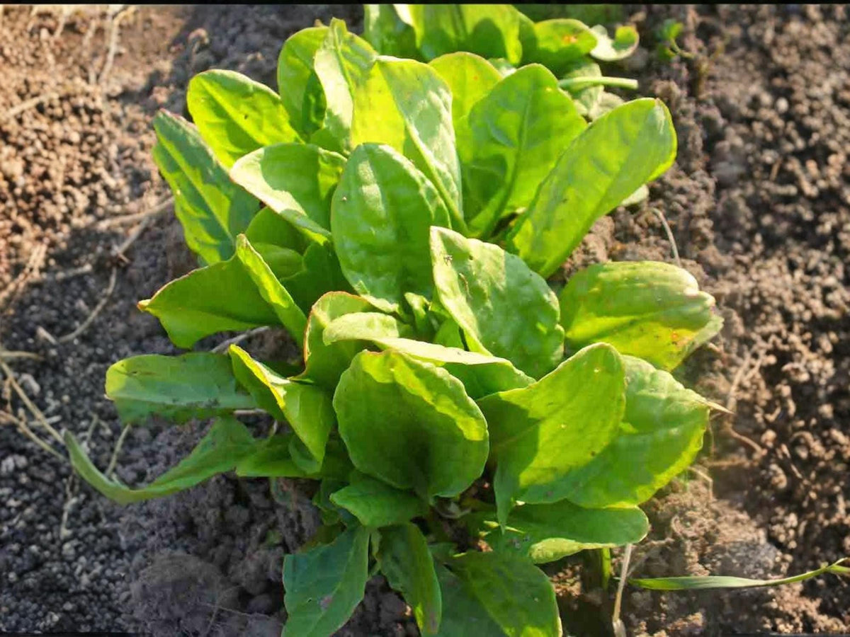 Large Leaf Sorrel Herb Seeds – Perennial Culinary Plant for Salads, Soups & Gardens – Rumex acetosa