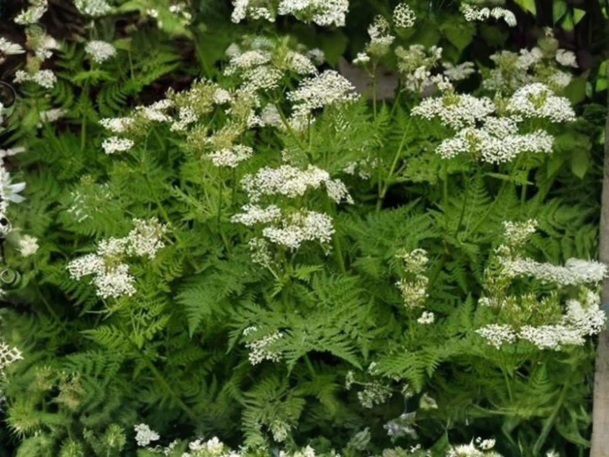Anise Seeds 100 Pack – Culinary & Medicinal Herb for Home Garden, Aromatic Licorice Flavor, Annual Herb, Pimpinella anisum