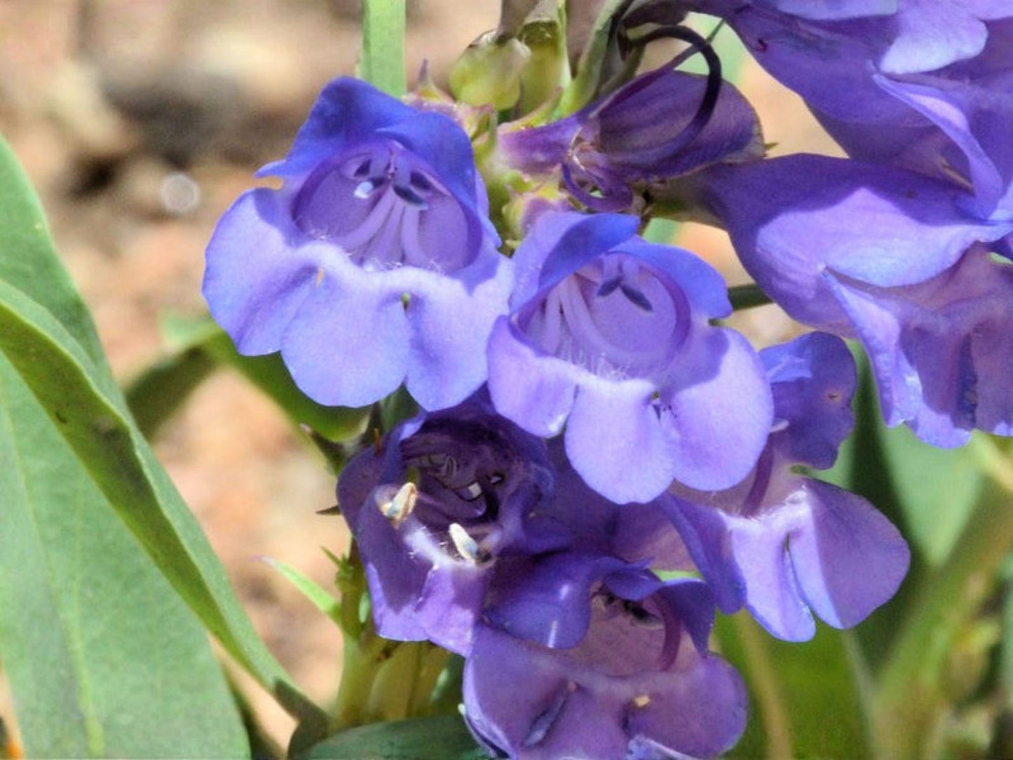 Sawsepal Penstemon Flower Seeds – 50 Blue to Violet Perennial Garden Seeds, Penstemon glaber var. alpinus for Borders & Natural Plantings