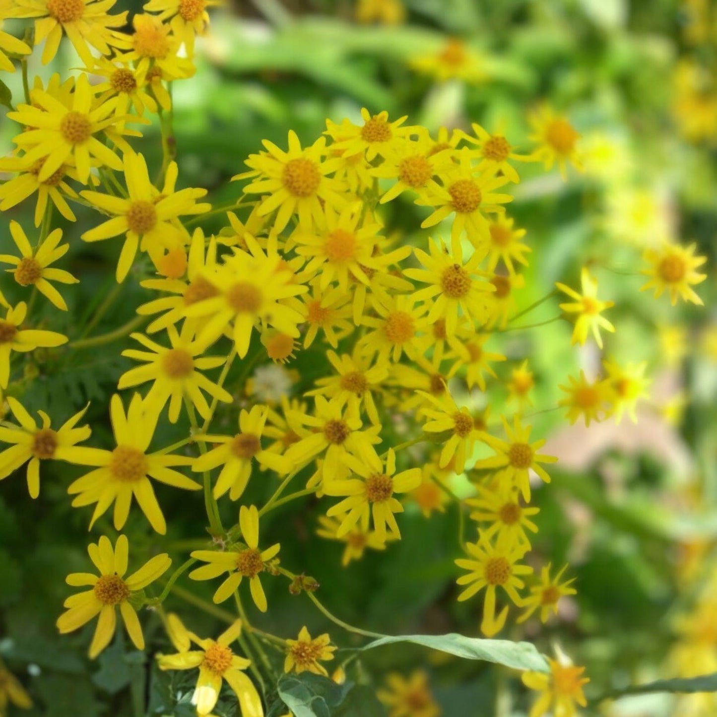 Golden Ragwort Seeds Packera aurea – Native Perennial Wildflower with Bright Yellow Blooms, Attracts Pollinators, 100 Seeds