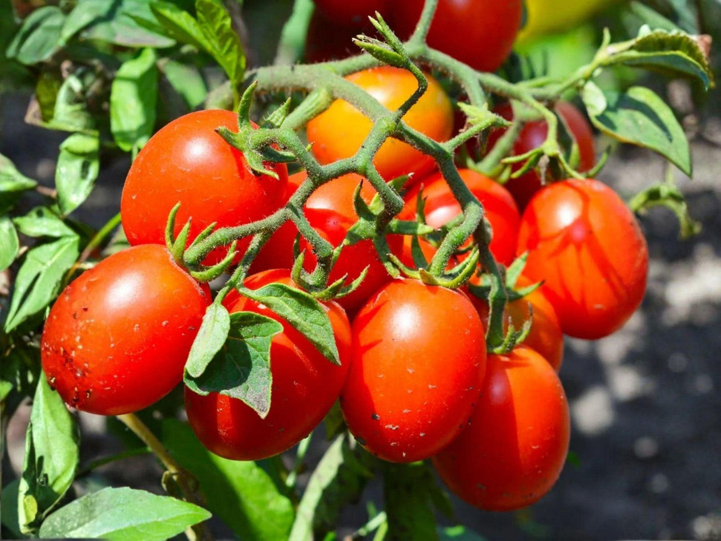 Roma Tomato Seeds – Heirloom Paste Variety, 30 Seeds for Sauce, Canning, and Cooking, Solanum lycopersicum