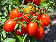 Roma Tomato Seeds – Heirloom Paste Variety, 30 Seeds for Sauce, Canning, and Cooking, Solanum lycopersicum