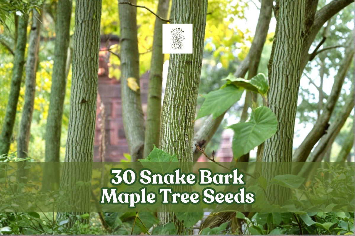 Snake Bark Maple Seeds, Acer capillipes, Ornamental Deciduous Tree for Garden and Landscape, 30 Seeds