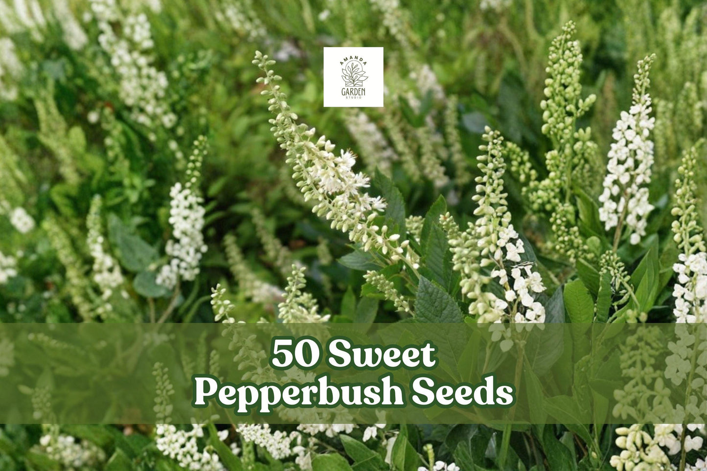 50 Sweet Pepperbush Seeds for Planting | Clethra alnifolia | Fragrant Summer Blooming Shrub for Garden Borders