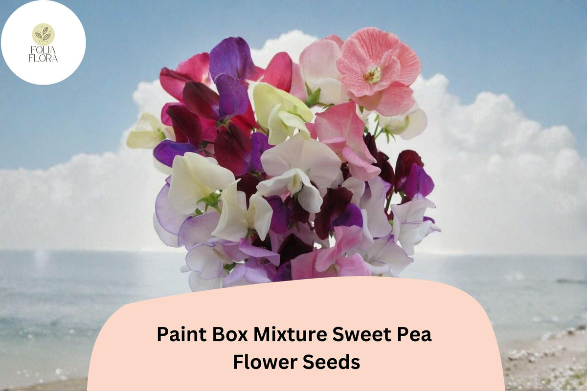 Paint Box Sweet Pea Seeds | Mixed Color Climbing Vine | Lathyrus odoratus, Annual Flowering Vine for Trellises & Fences