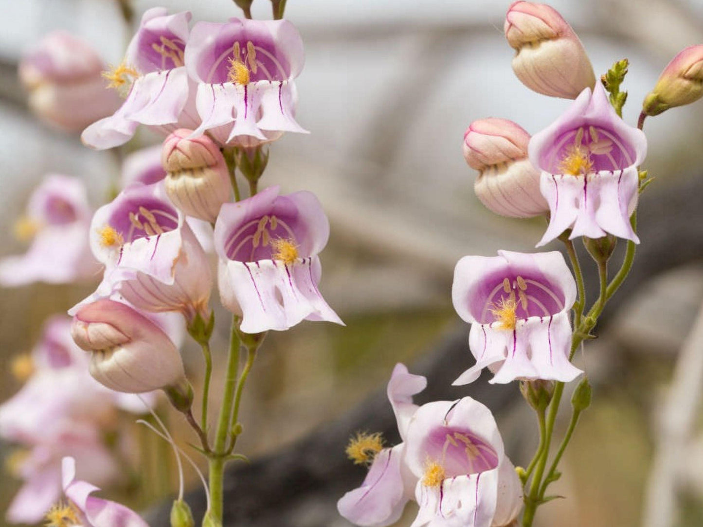 Palmer Penstemon Seeds | Fragrant Pink Wildflower | Native Perennial for Pollinator Gardens & Xeriscaping | Penstemon palmeri, 50 Seeds