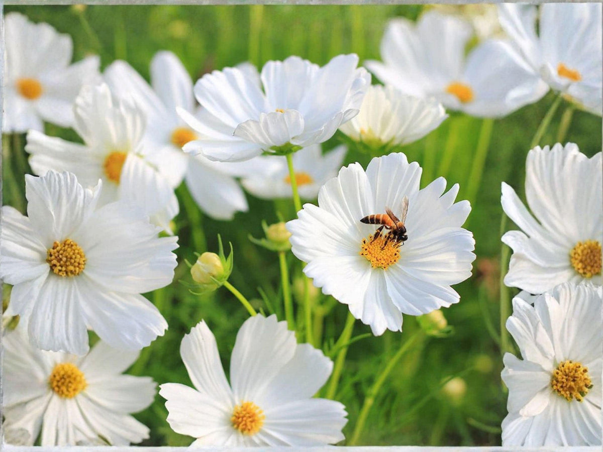 Cosmos Purity Seeds | Pure White Flowers | Easy Annual for Cutting Gardens & Pollinators | Cosmos bipinnatus | 100 Seeds