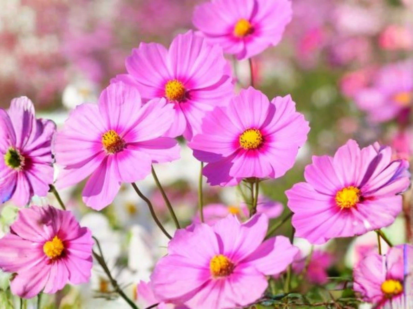 Cosmos Gloria Pink Seeds | Easy Annual Flower for Cutting & Pollinator Gardens | Cosmos bipinnatus | 100 Seeds