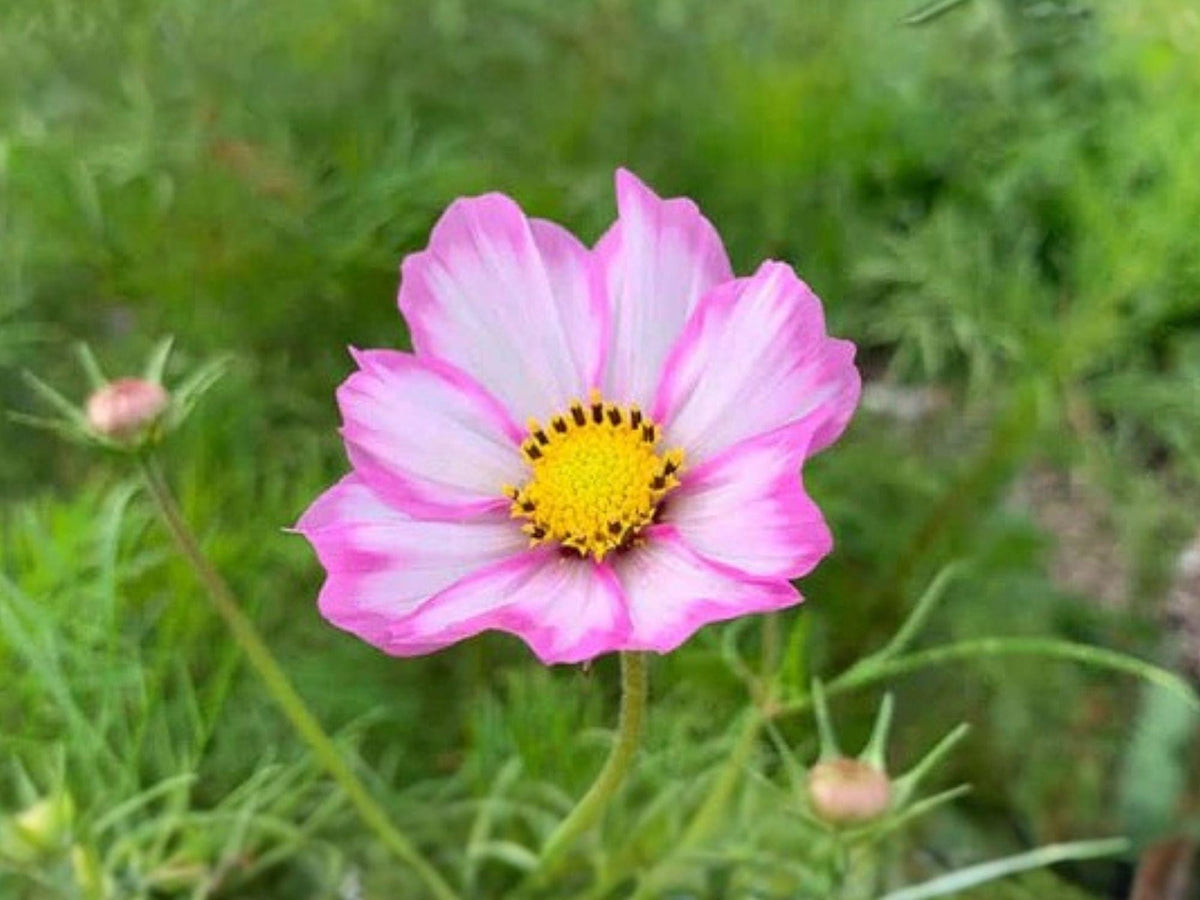 Cosmos Picotee Flower Seeds – 100 White & Pink Edged Garden Cosmos – Cosmos bipinnatus Annual Flower for Garden & Container Planting