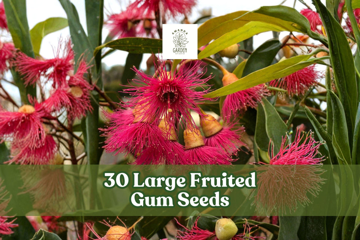 Large Fruited Gum Seeds, Eucalyptus leucoxylon, Ornamental Tree for Landscape and Garden Planting, 30 Seeds