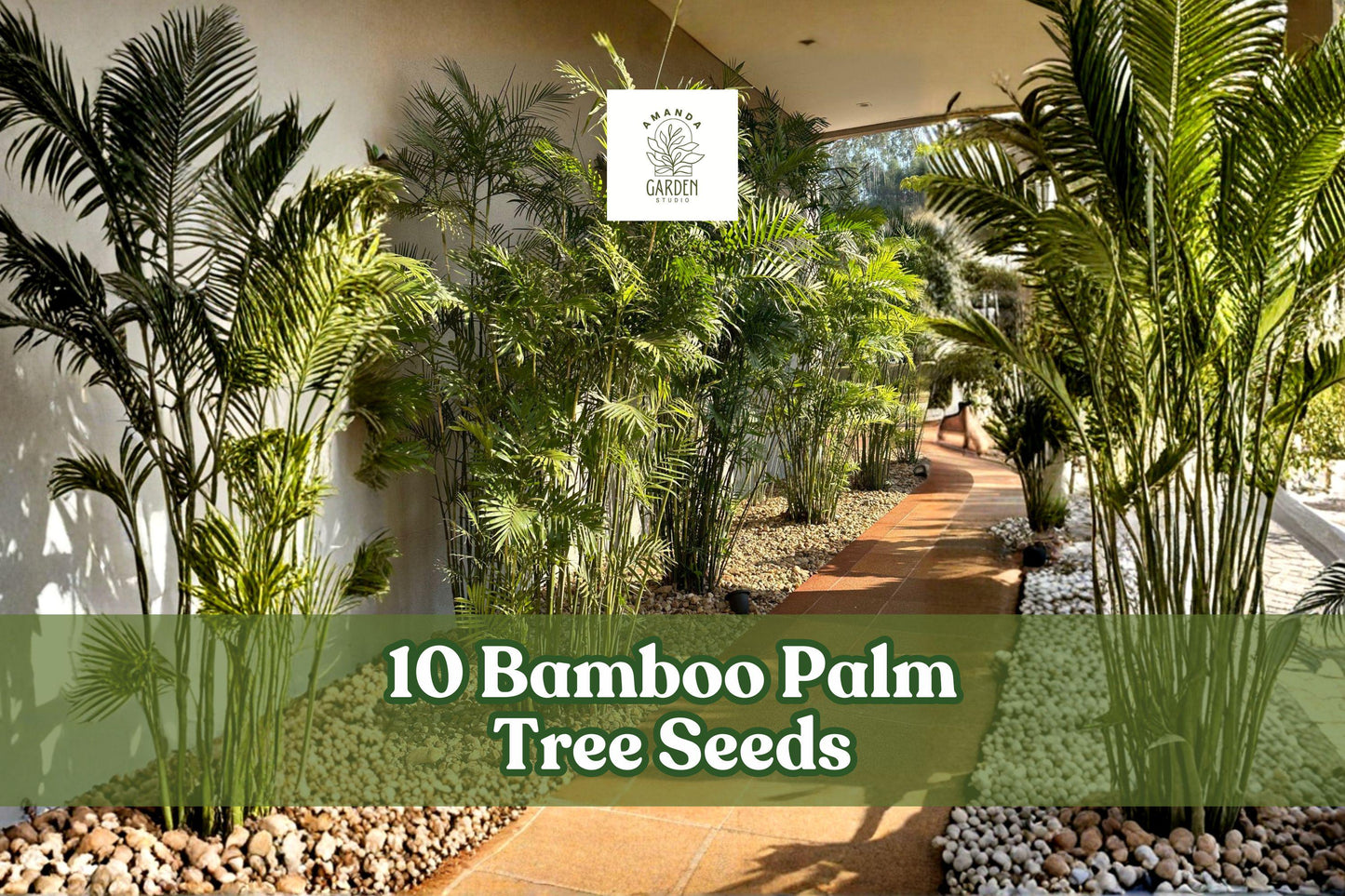 10 Bamboo Palm Tree Seeds for Planting, Chamaedorea seifrizii, Ornamental Palm for Garden & Container Growth