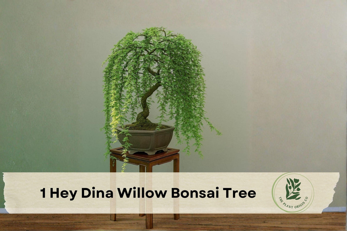 Hey Dina Willow Bonsai Tree - Live Ornamental Salix Cultivar for Indoor & Outdoor Bonsai Collection